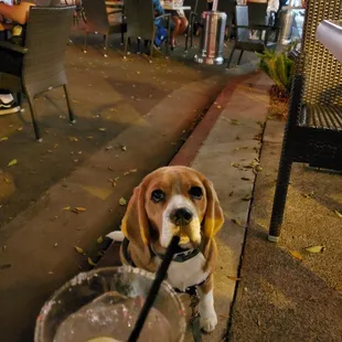 Cinco de drinko 2021