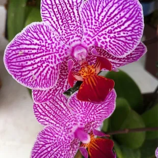 Orchid $12