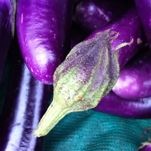 Japanese Eggplant
