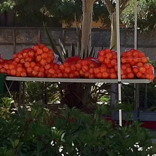 Valencia oranges 5lb bag $3