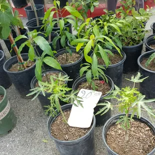 Papaya n Mexican yellow mango tree $ 20 4.06.16