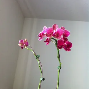Last week's $5 hybrid orchid