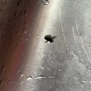 The dead fly I accidentally bit...