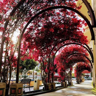 a walkway lined with red flowers