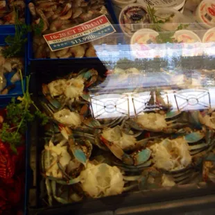 Blue crab and other stuff.