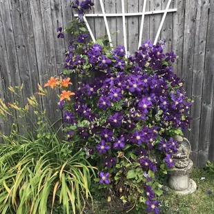 Clamatis vine and flags !!