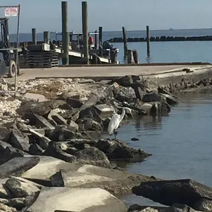 White crane fishing on the shore.