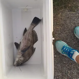 On my first cast in the ski basin, I got this drum in about 3 minutes. Thanks Jesus!!