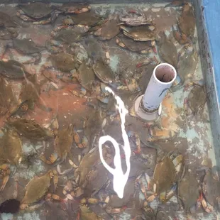 Blue crabs from Aransas Bay in large aquarium at the Fulton Harbor Bait &amp; Seafood store. $2 each; cash only. Call 361-790-9709.