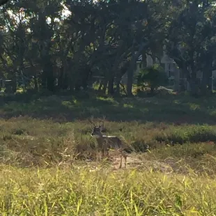 Young buck with female companion on Fulton Beach Road