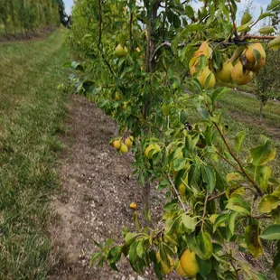 Pear Vine Trees