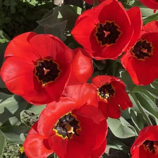 Red tulips at the Kearney, fun farm Tulip patch