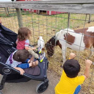 Farm Animals