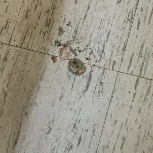 A moldy mushroom that's been growing for a while.