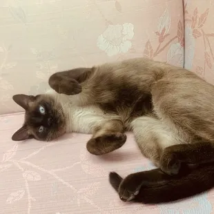 Boy cat so cute and wanted a massage