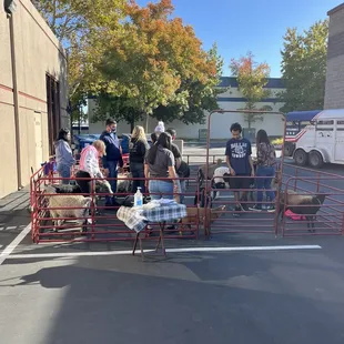 Petting zoo fun