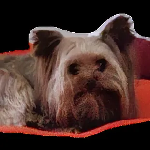 Rudy before being "groomed" at FUR NIGHT and Day!