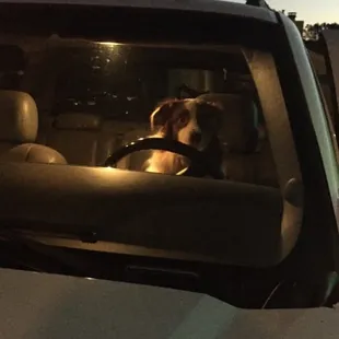 Maddie is in the car and excited to go see her friends at Fur Night &amp; Day!