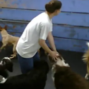 Webcam Pic:  Maddie loves having her ears scratched by the staff member!