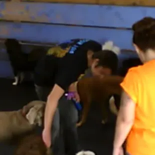 Webcam Pic:  Maddie getting more pets from staff!