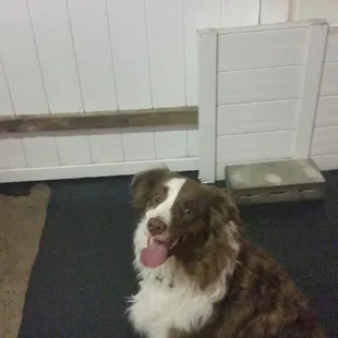 Maddie is all smiles after 10 days at Fur Night and Day!