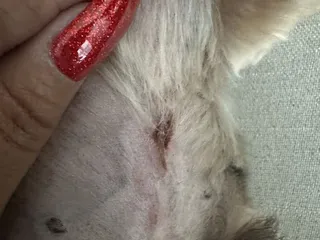 American School of Dog Grooming