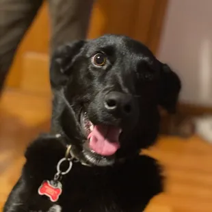 Happy manic dog who got to eat everyone&apos;s pork belly