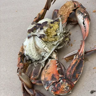Large crab