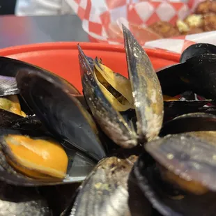 oysters and mussels, food, mussels, oysters, shellfish