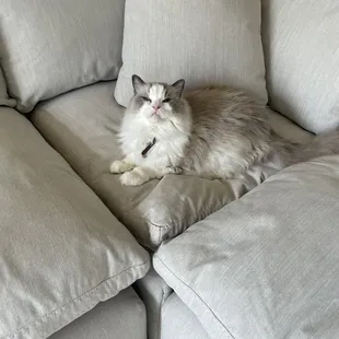 Happiness is a ragdoll cat on a down sectional.