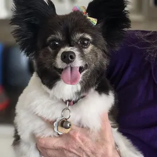 Kailani After being groomed. She took out one of her adorable bows.