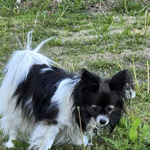 Kailani prior to seeing the furry land mobile groomer.