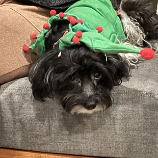 One of our family members super excited about Christmas!