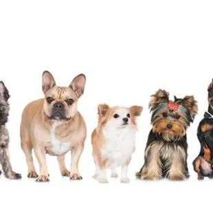 Big or small we groom 'em all!