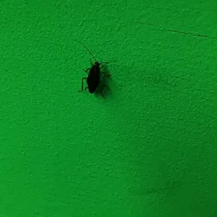 Your local roach
