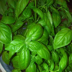 Basil