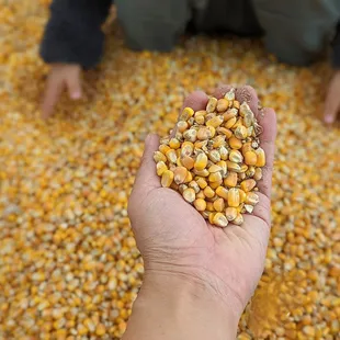 Dried corn kernel pit, kids loved this