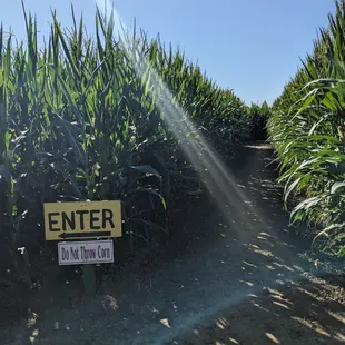 Corn maze