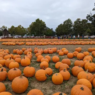 Front area has pumpkins good for carving