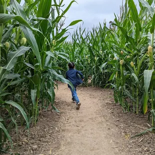 Full size corn maze, takes about an hour for the whole thing.
