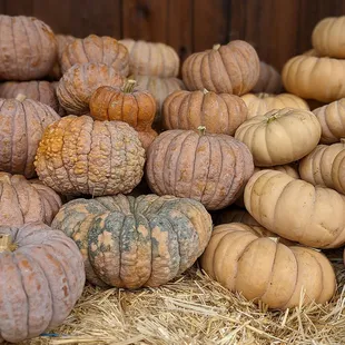 Pale and misshapen pumpkins