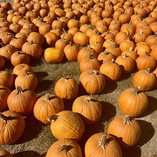 Pumpkins
