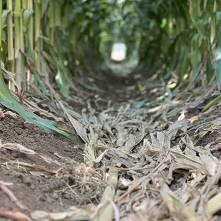 Corn Maze