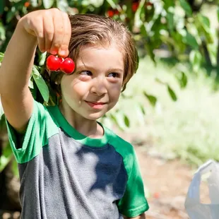 Picking cherries