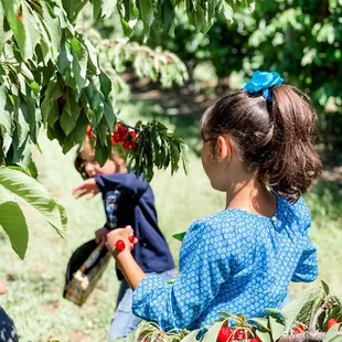 Luscious branches of cherries