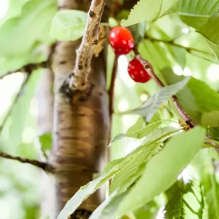 Sweet cherries on the vine