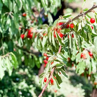 Luscious branch of cherries