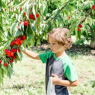 Sweet boy and sweet cherries