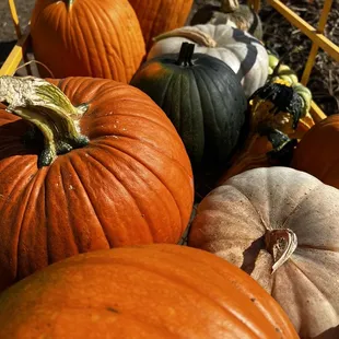 Picked Pumpkins