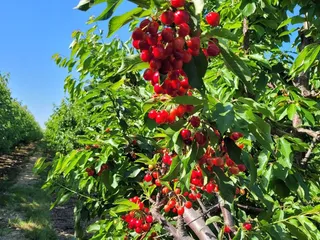 Papa's U-Pick Cherries